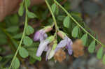 Englemann's milkvetch